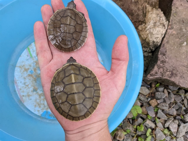 Thirty Royal Turtle Babies Hatch in Captivity in Cambodia